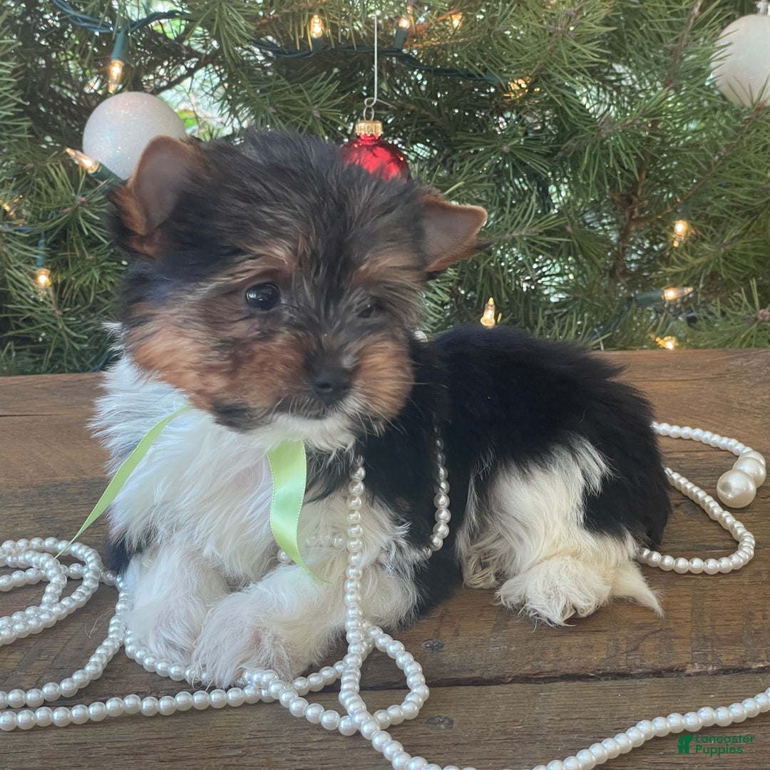 Mixed Breed dogs for sale: Bandit - Ad 5