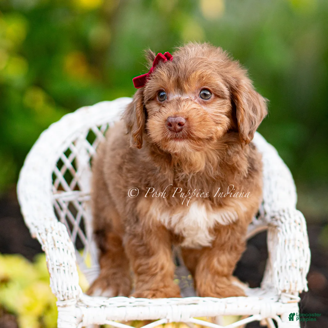 Yorkiepoo dogs for sale: Willywonka - Ad 2
