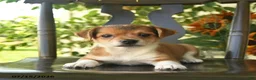 Jack Russell Terrier dogs for sale: Pixie  - Ad 3