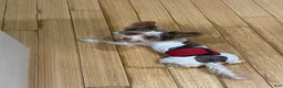 Biewer Terrier dogs for sale: Axel - Ad 5