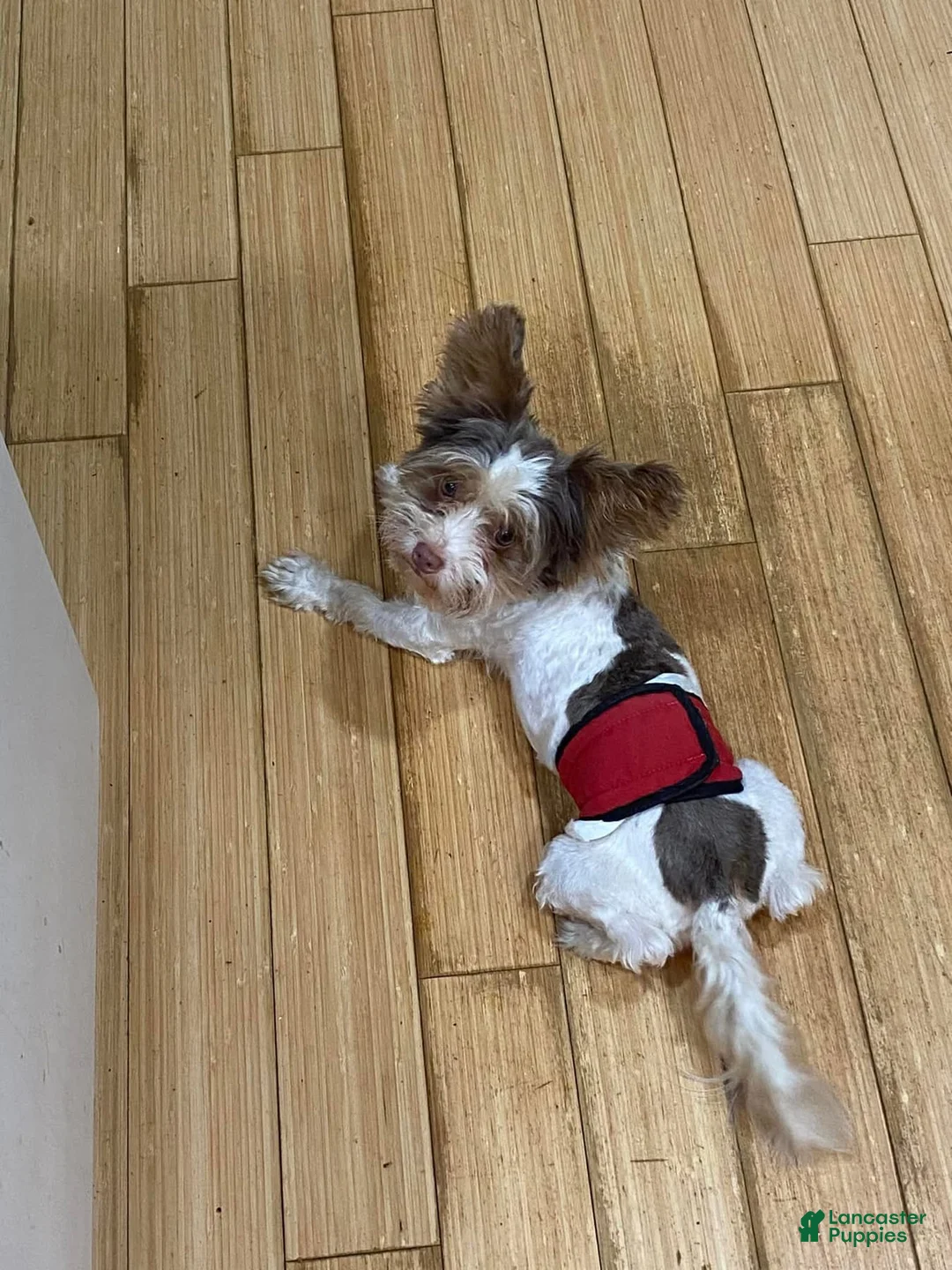 Biewer Terrier dogs for sale: Axel - Ad 5