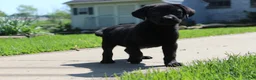 Labrador Retriever dogs for sale: Labrador Retriever Winston - Ad 18