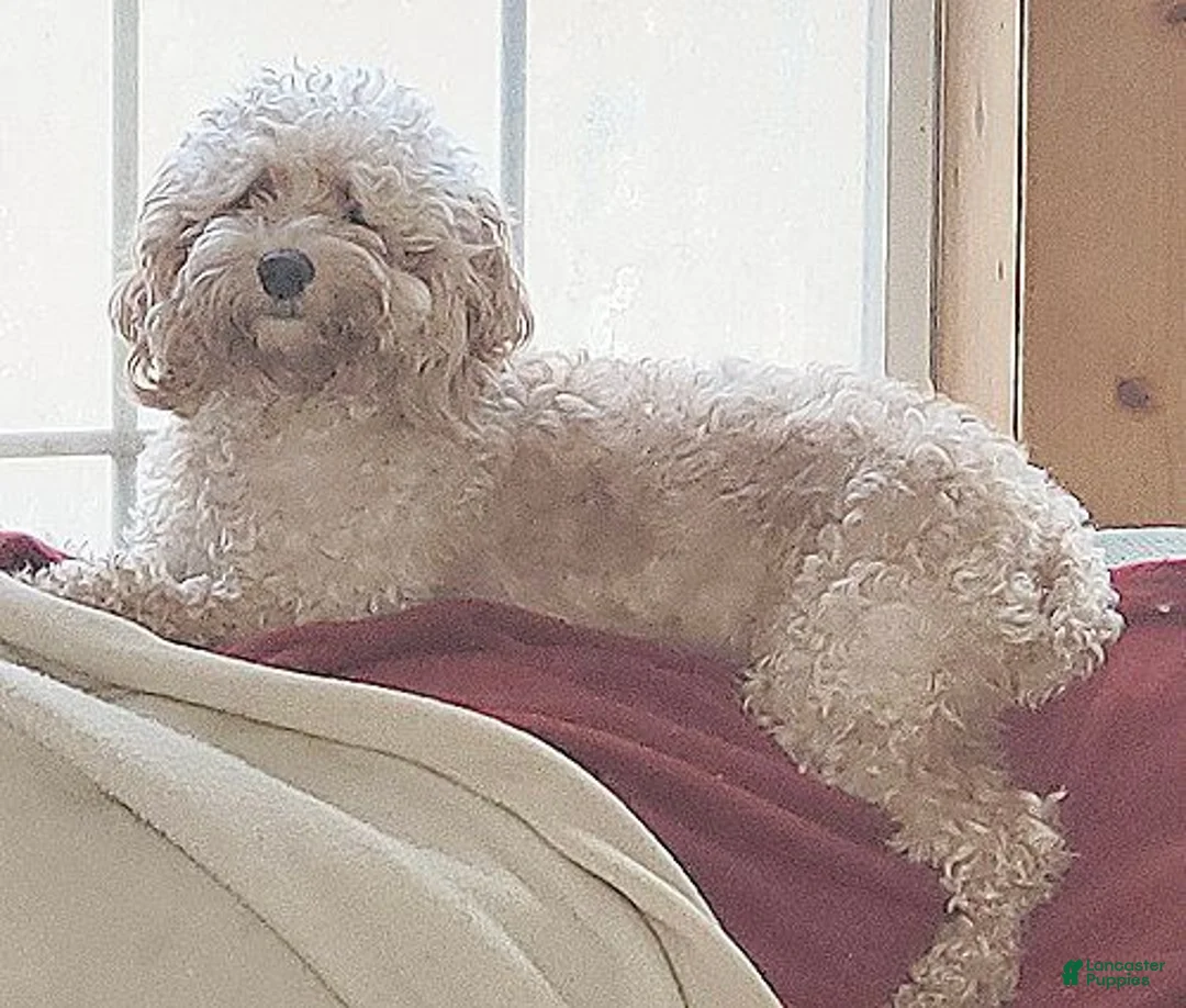 Cockapoo dogs for sale: Molly - Ad 8