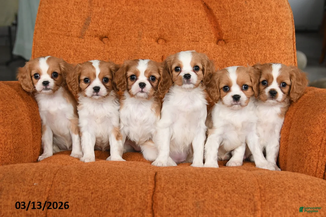 Cavapoo dogs for sale: Cinnamon - Ad 3