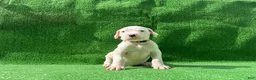 Dogo Argentino dogs for sale: Orange  - Ad 5