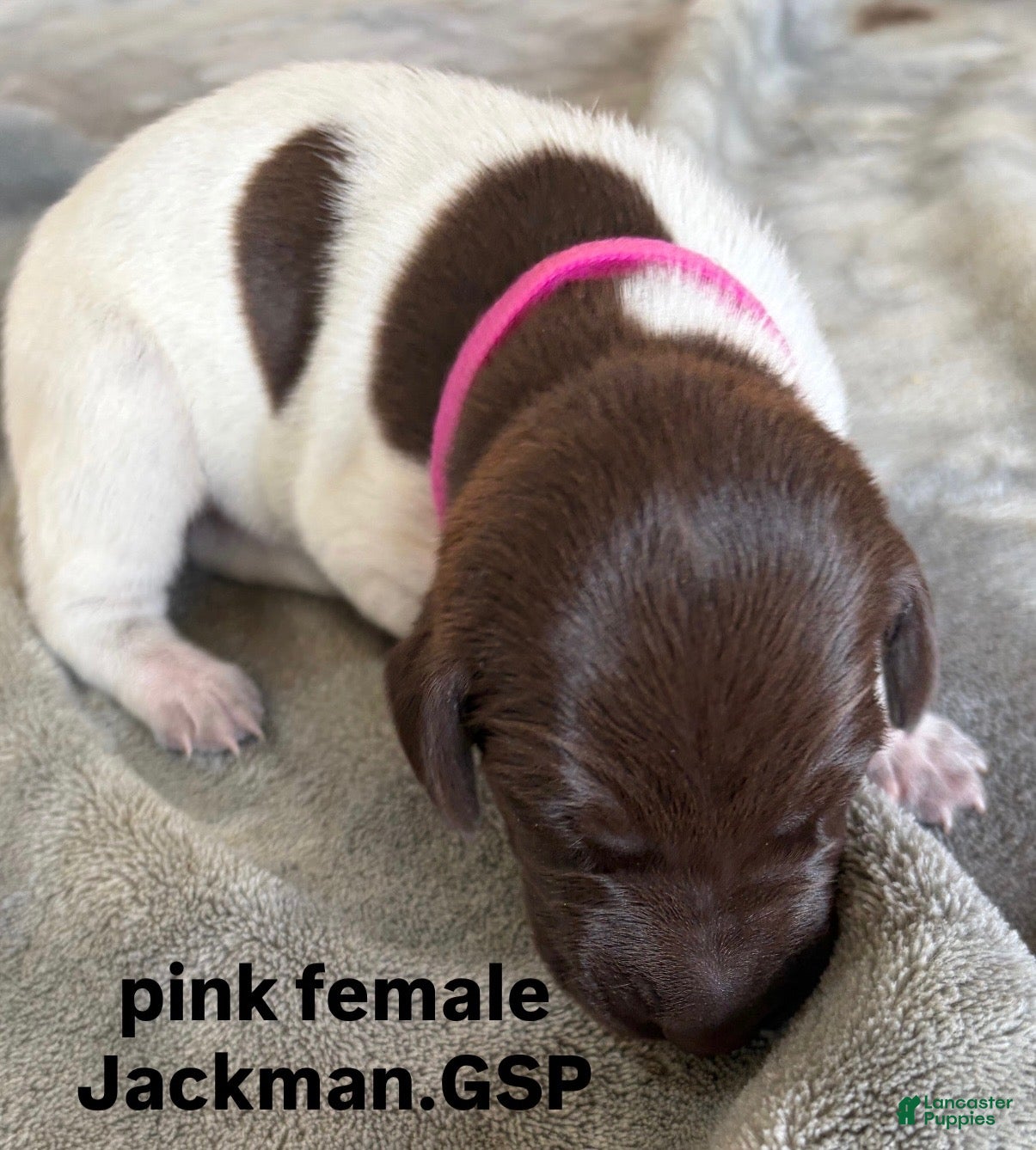 German Shorthaired Pointer dogs Pink Female - Ad 1