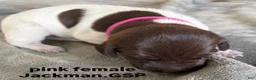German Shorthaired Pointer dogs for sale: Pink Female - Ad 1