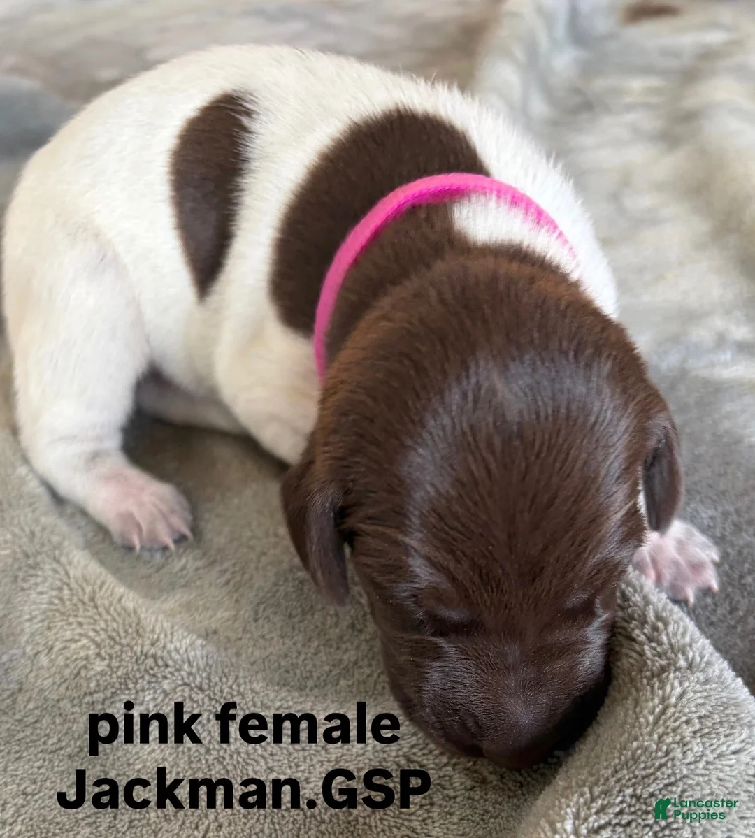 German Shorthaired Pointer dogs for sale: Pink Female - Ad 1