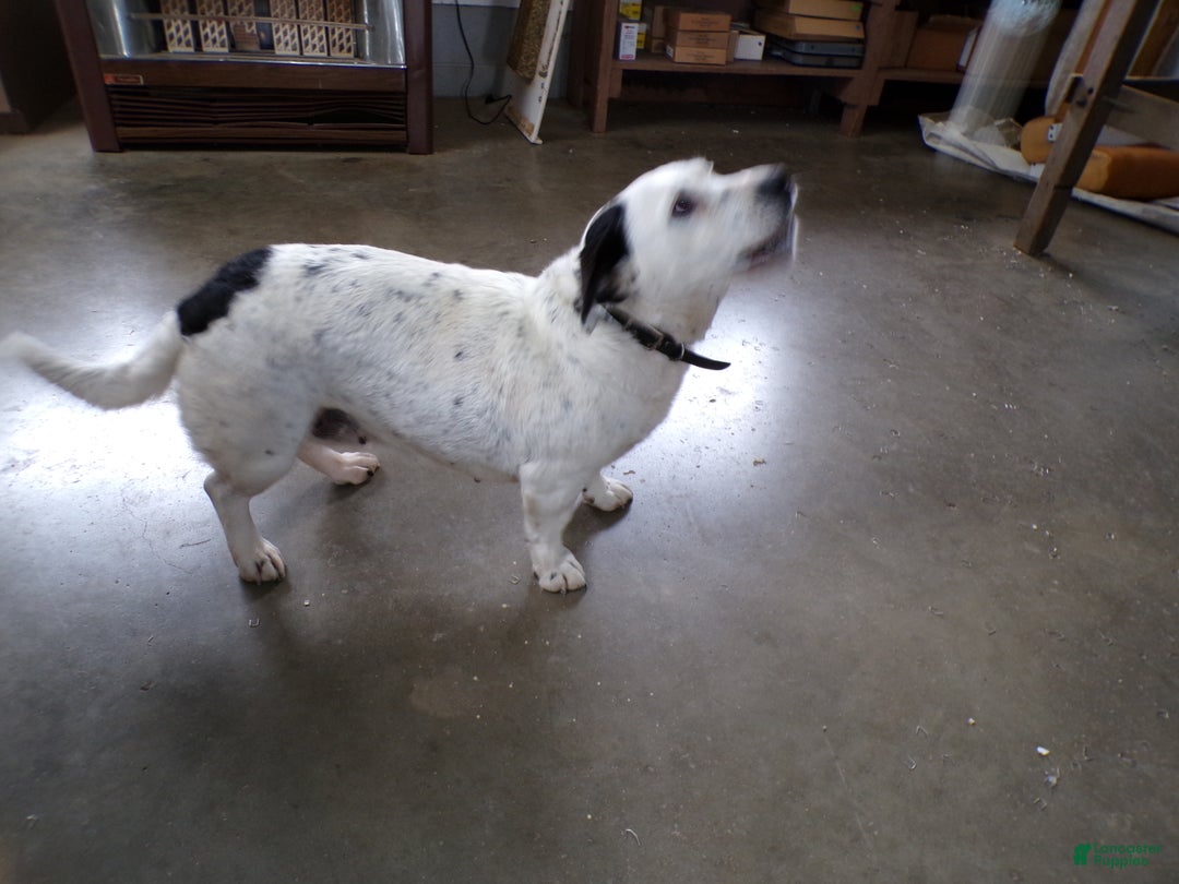 Mixed Breed dogs for sale: Mixed Breed Puppy 1 Trixie - Ad 2