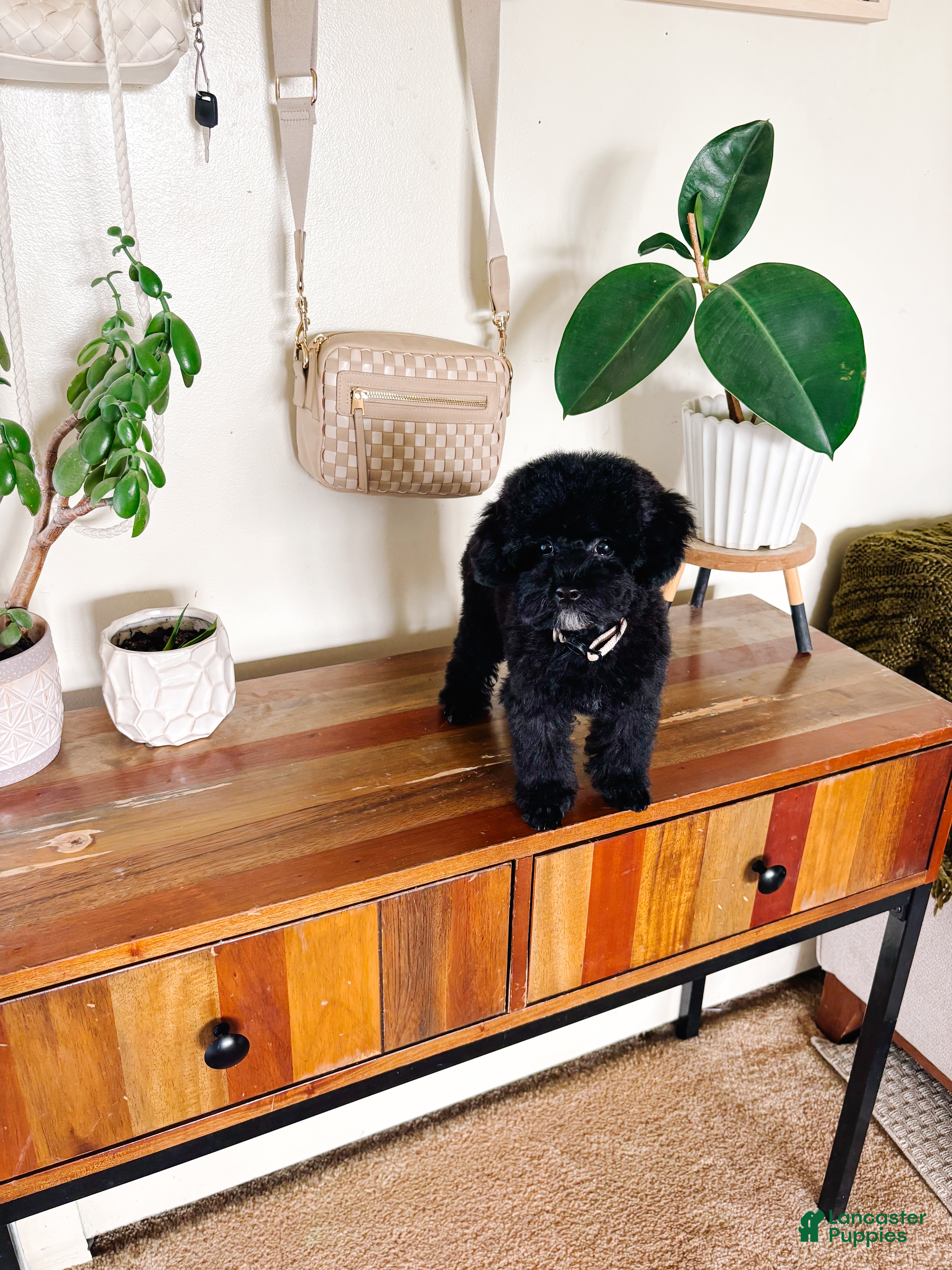 Toy Poodle dogs for sale: Pearl - Ad 1