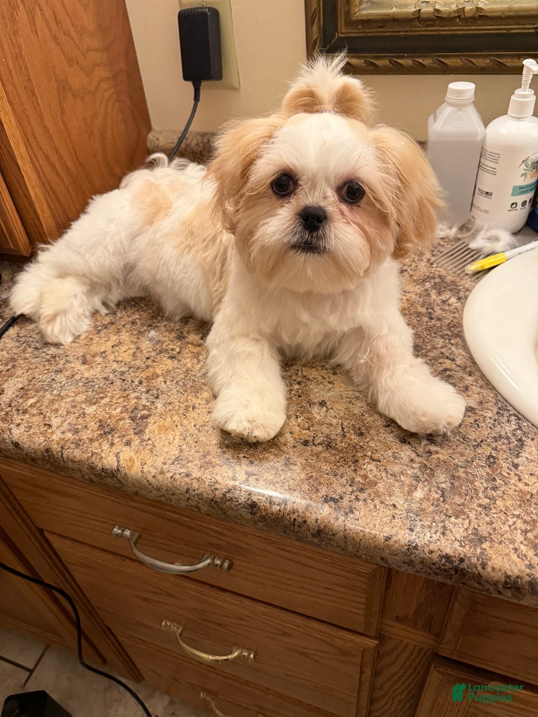 Shih Tzu dogs for sale: Shih Tzu Puppy 1 - Ad 1