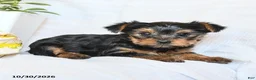 Yorkshire Terrier dogs for sale: Penny - Ad 3