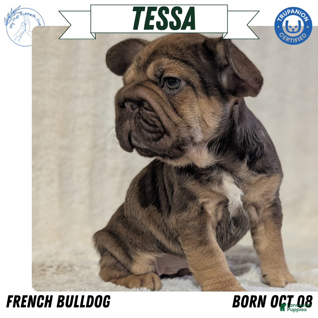 French Bulldog dogs for sale: Tessa - Ad 1