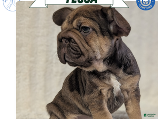French Bulldog dogs Tessa - Ad 20