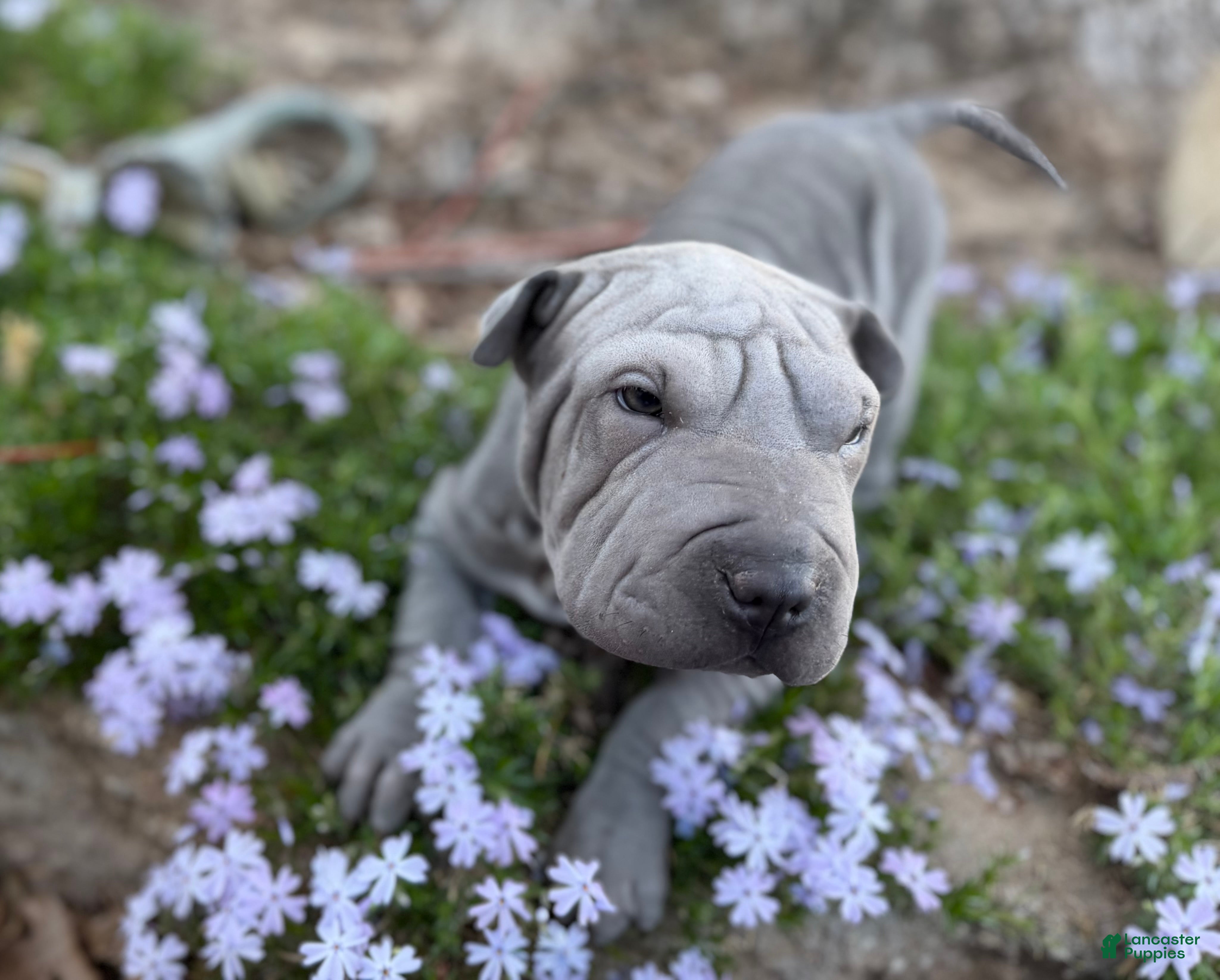 Shar Pei dogs Daisy - Ad 2