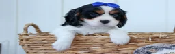 Cavalier King Charles Spaniel dogs for sale: Walker 🩵 - Ad 7