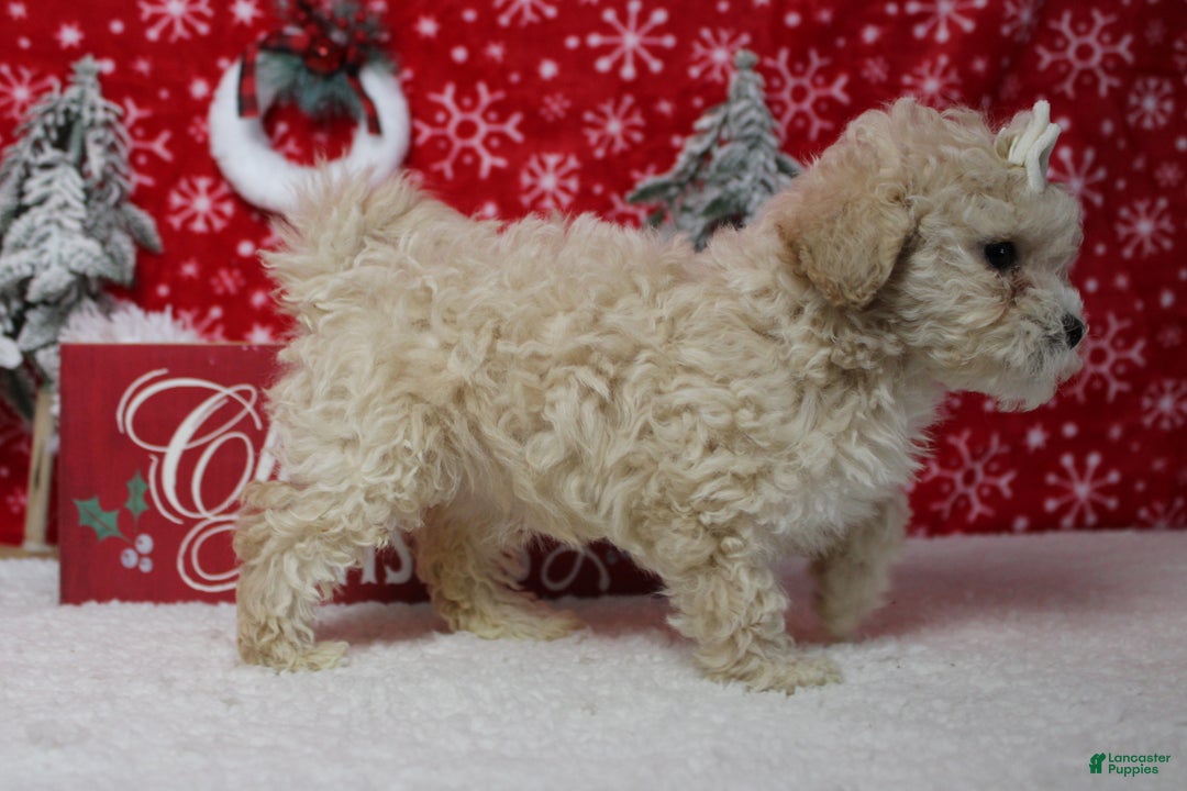 Havapoo dogs for sale: Cha Cha  - Ad 10