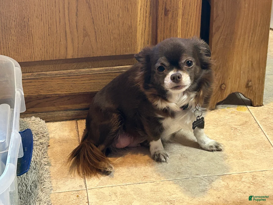 Chihuahua dogs for sale: Chihuahua Puppy 1 - Ad 6