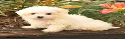 Maltese dogs for sale: Ronny - Ad 4