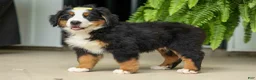 Bernese Mountain Dog dogs for sale: SAMSON - Ad 20