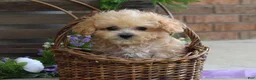 Maltipoo dogs for sale: Ethan  - Ad 4