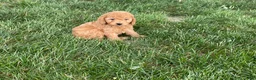 Mini Goldendoodle dogs for sale: Mindy Mini Goldendoodle  - Ad 3