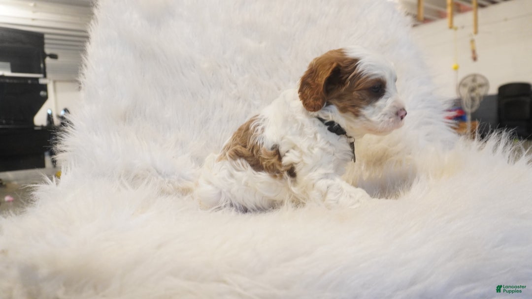 Cavapoo dogs for sale: Snowy  - Ad 2