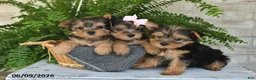 Yorkshire Terrier dogs for sale: Bo - Ad 5