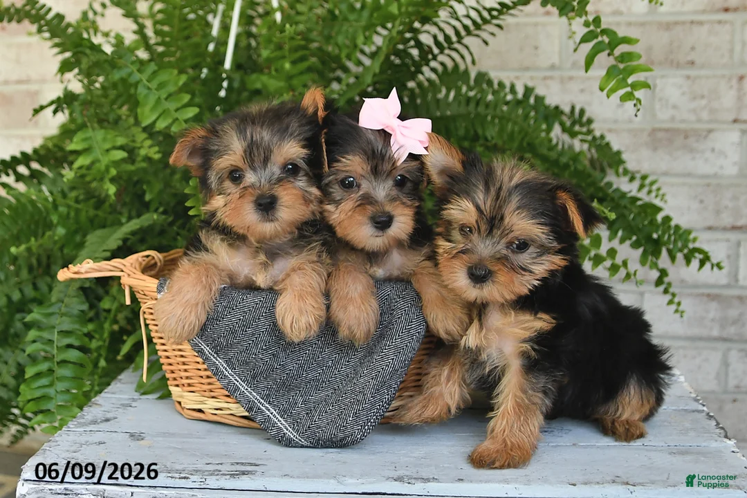 Yorkshire Terrier dogs for sale: Bo - Ad 5