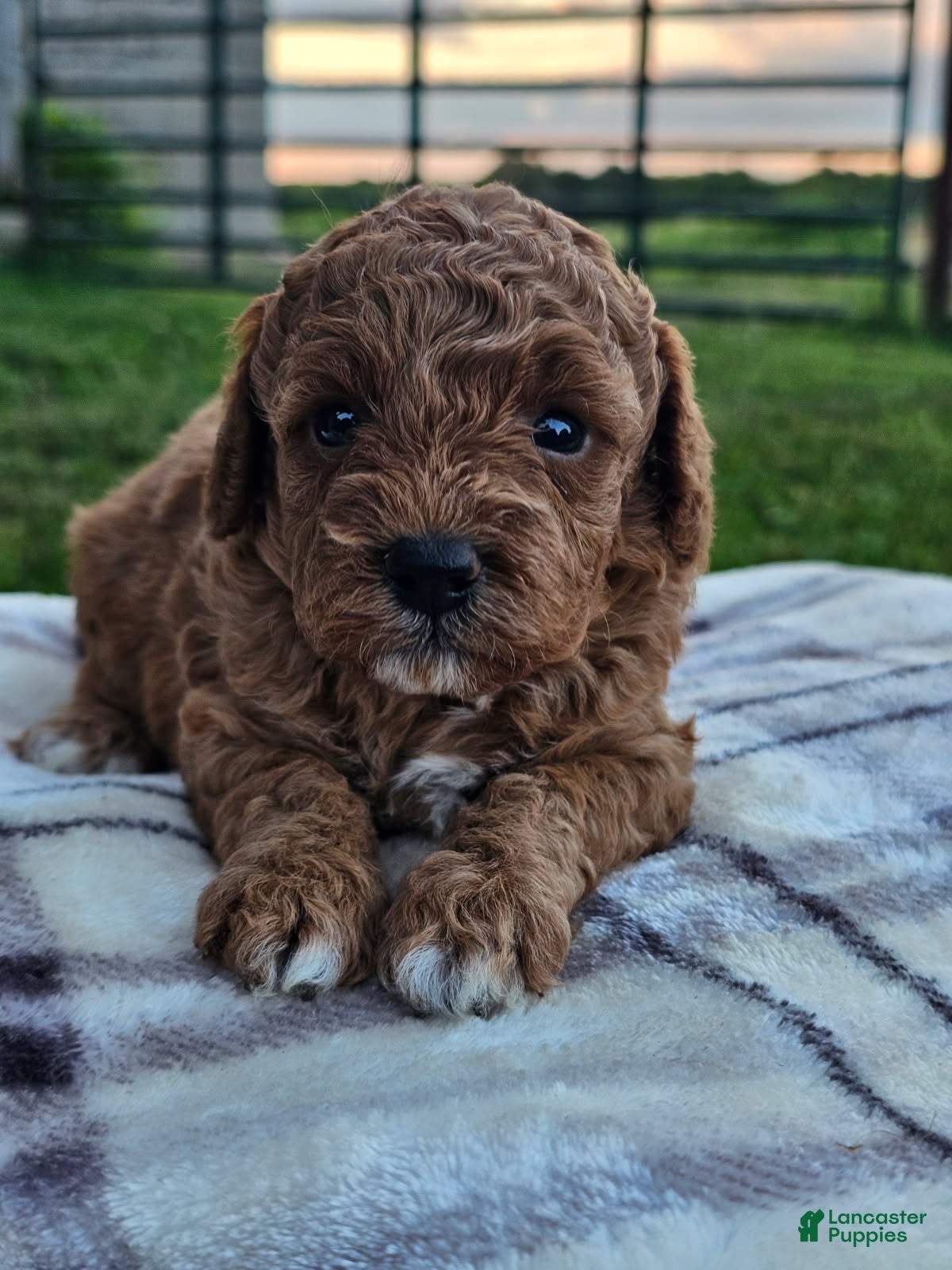 Cavapoo dogs Isla - Ad 24
