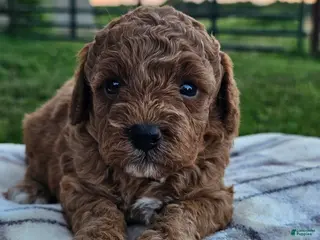 Cavapoo dogs Isla - Ad 24