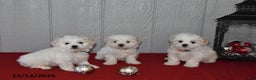 Maltese dogs for sale: Snowball - Ad 3