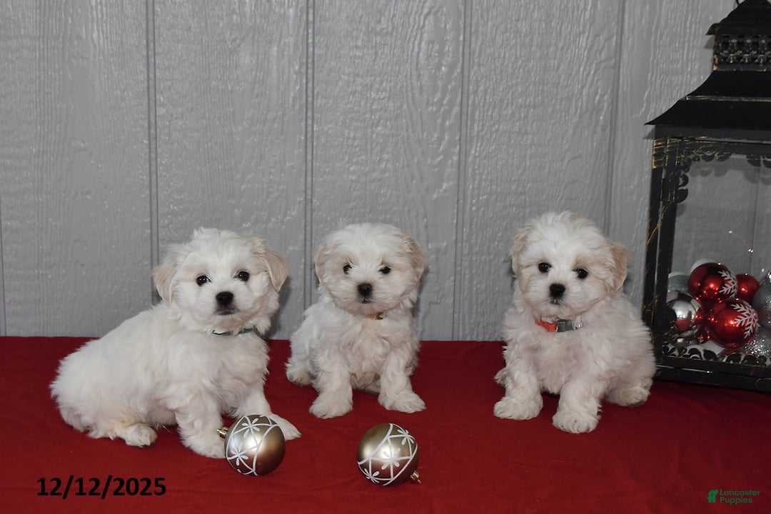 Maltese dogs for sale: Snowball - Ad 3