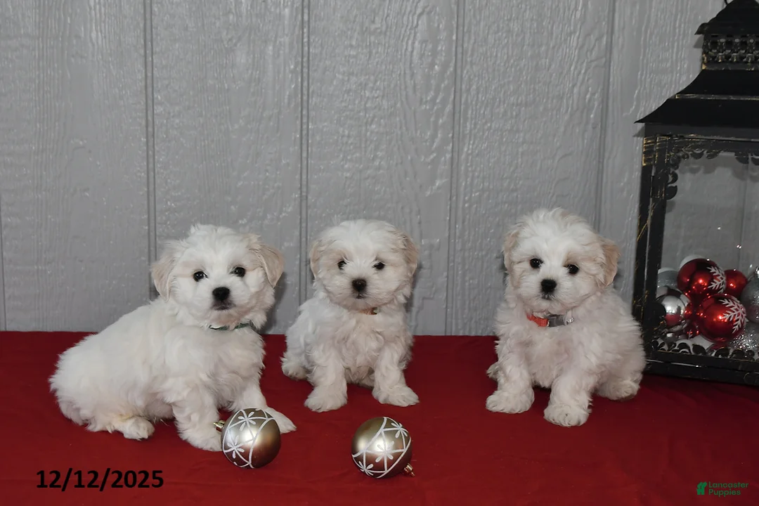 Maltese dogs for sale: Snowball - Ad 6
