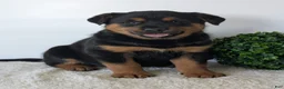 Mixed Breed dogs for sale: Marley - Ad 6