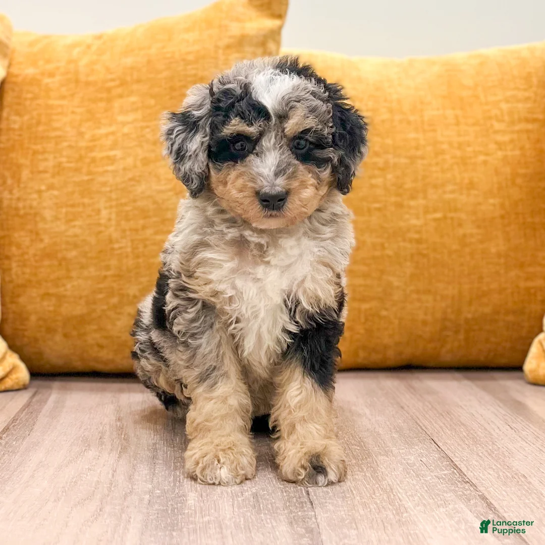 Mini Bernedoodle dogs for sale: Abby - Ad 1
