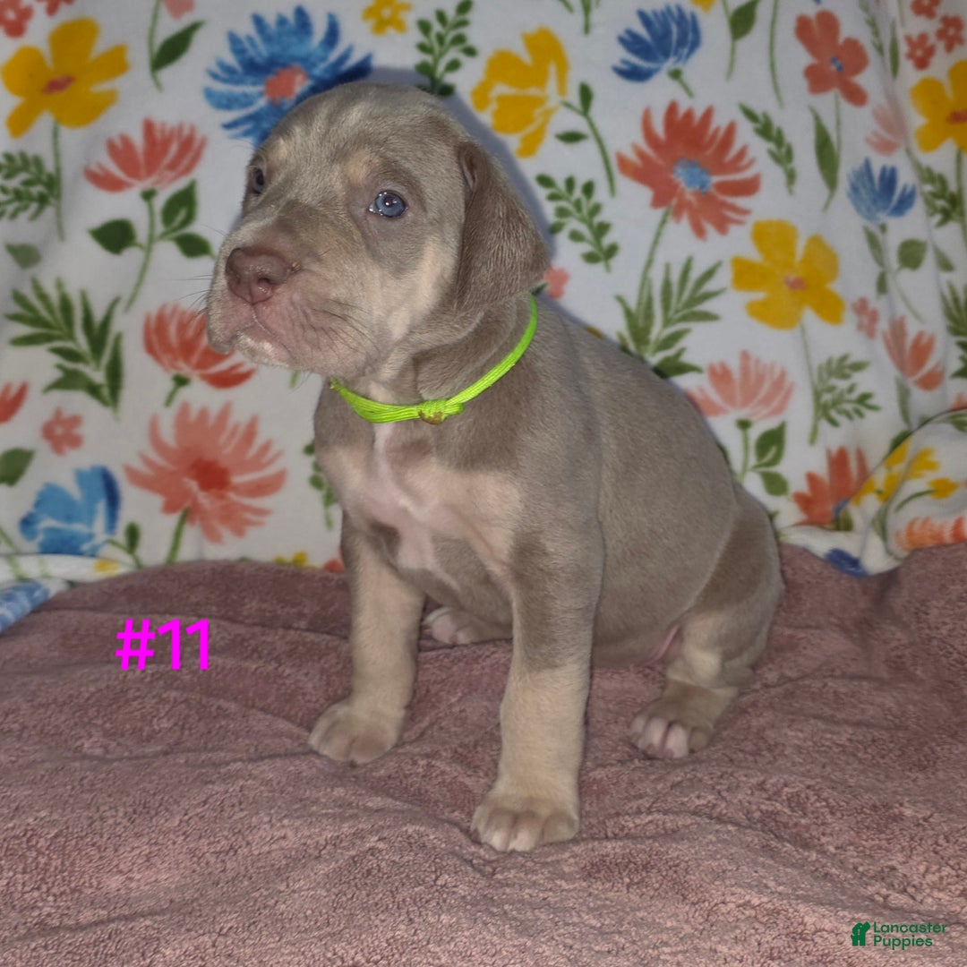 Great Dane dogs for sale: Great Dane Puppy 11 - Ad 5