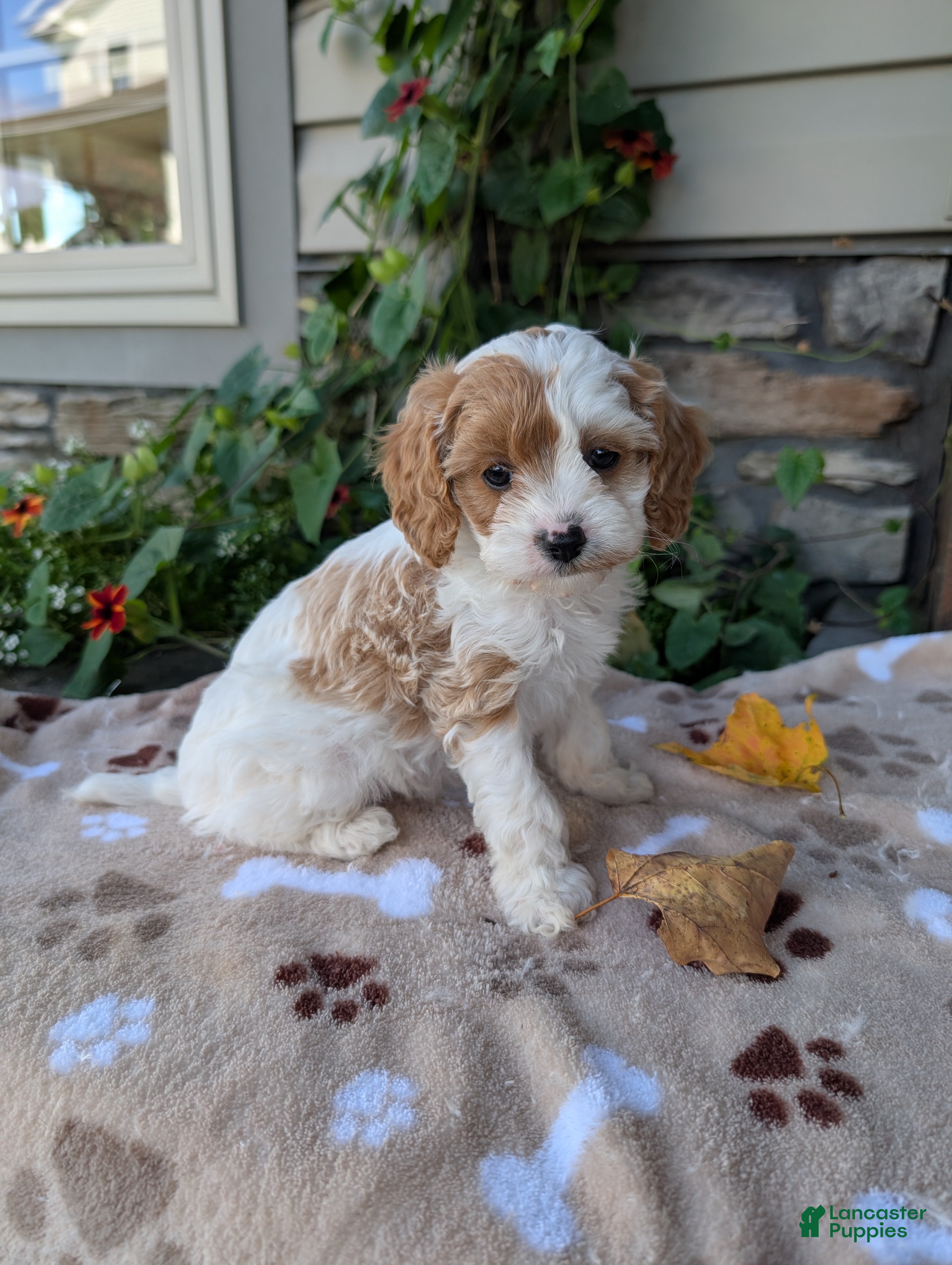 Cavapoo dogs for sale: Barbie - Ad 2