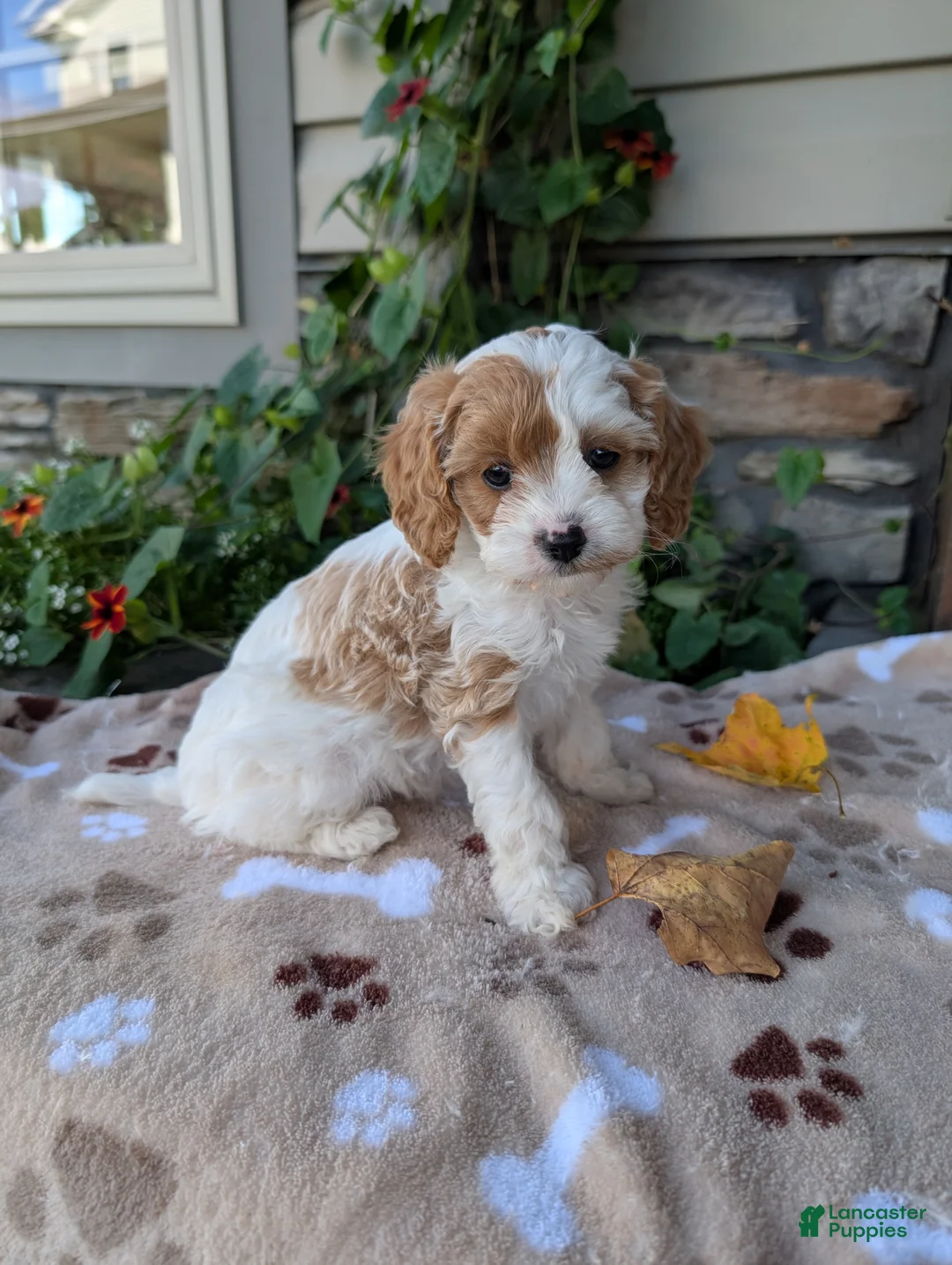 Cavapoo dogs for sale: Barbie - Ad 2