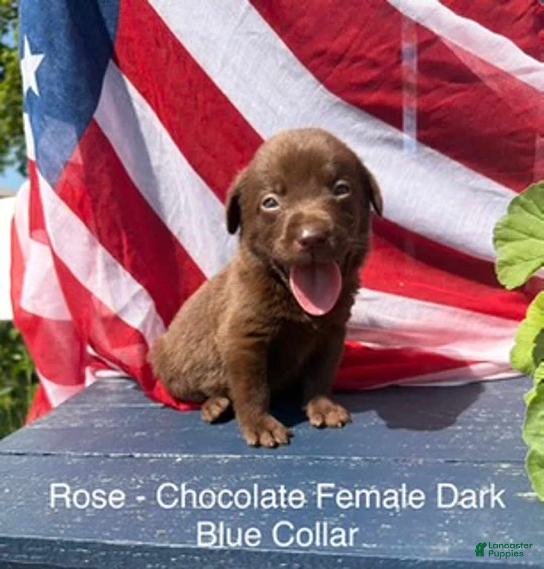 Labrador Retriever dogs for sale: Labrador Retriever Female 3 - Ad 1