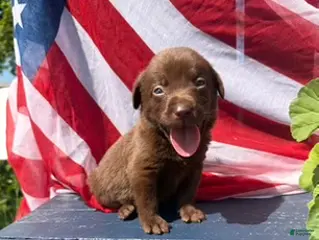 Labrador Retriever dogs Labrador Retriever Female 3 - Ad 17