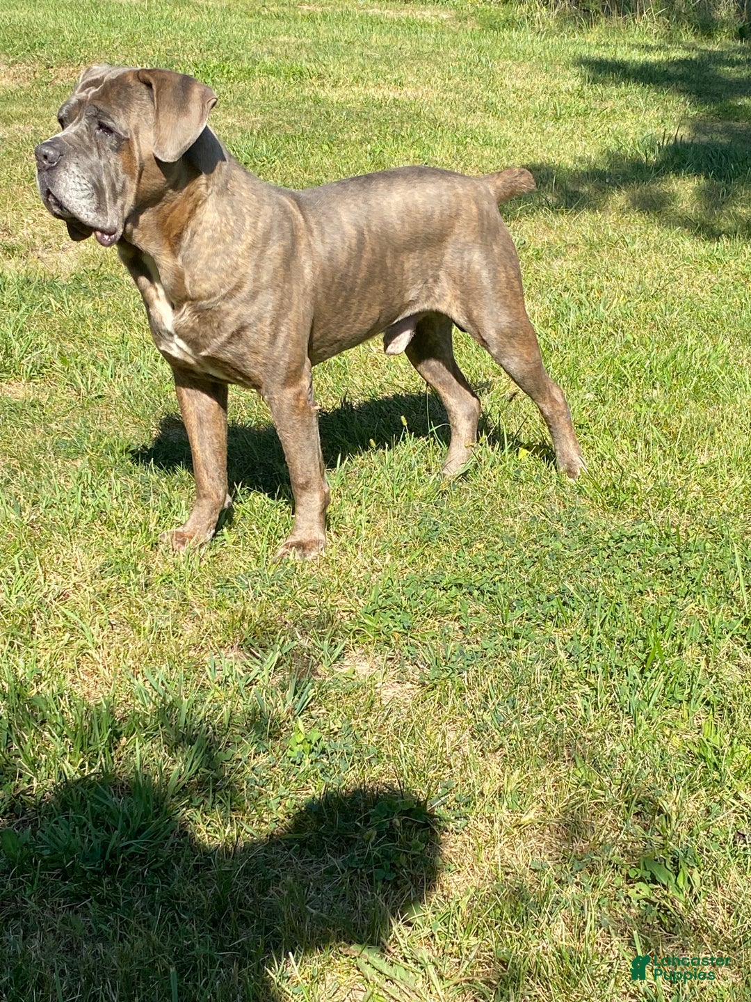 Cane Corso dogs for sale: Cane Corso Puppy 2 - Ad 13