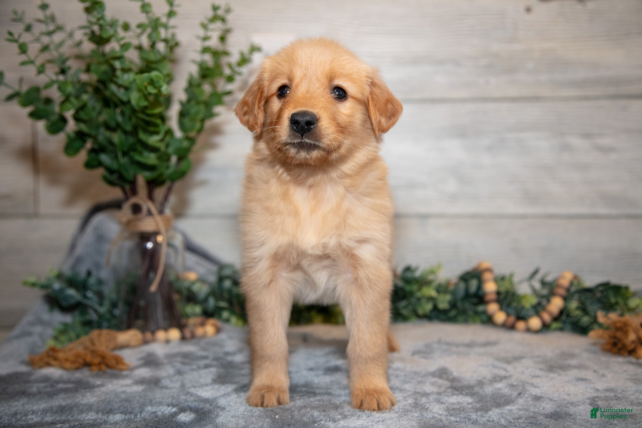 Golden Retriever dogs Roxie - Ad 2