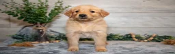 Golden Retriever dogs for sale: Roxie - Ad 2