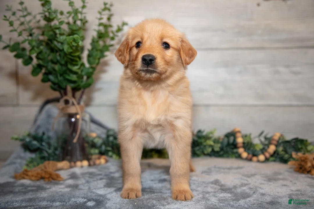 Golden Retriever dogs for sale: Roxie - Ad 2