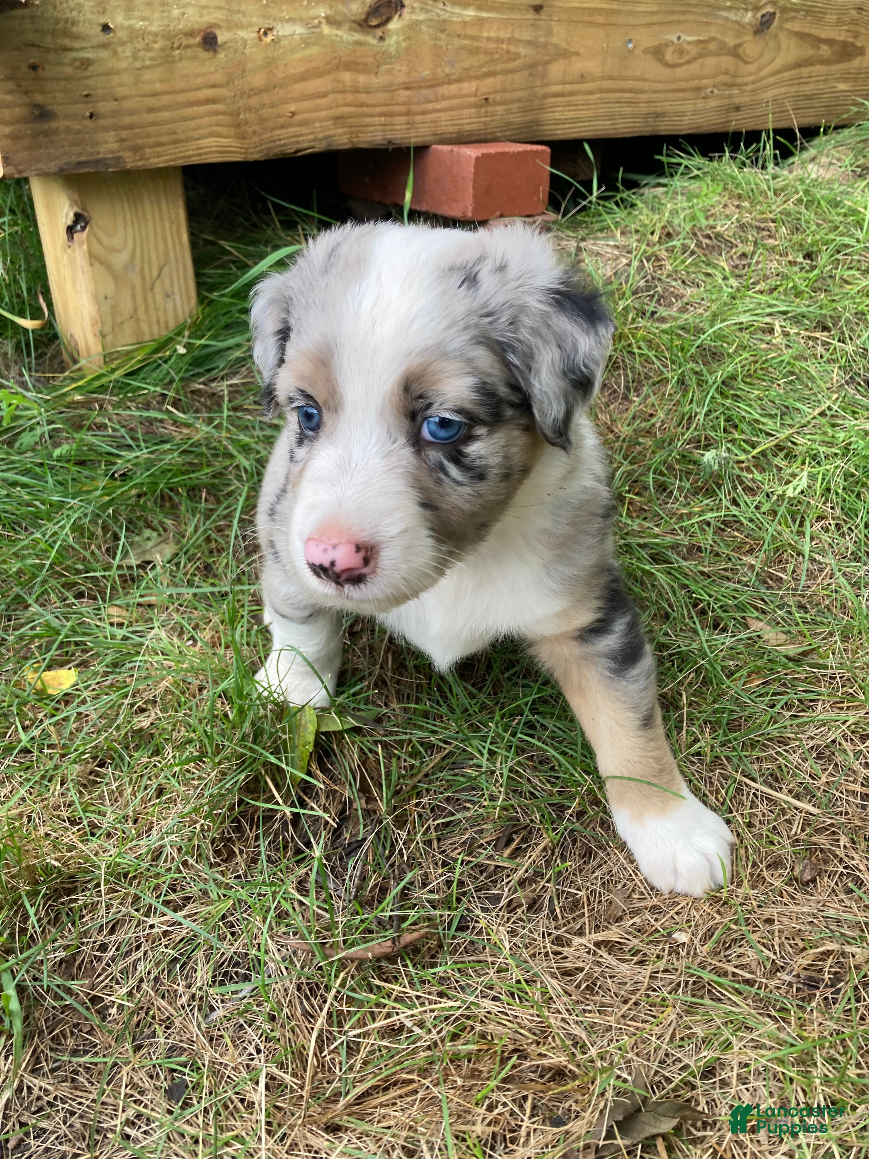 Australian Shepherd dogs Jack  - Ad 5