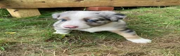 Australian Shepherd dogs for sale: Jack  - Ad 1