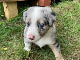 Australian Shepherd dogs Jack - Ad 5