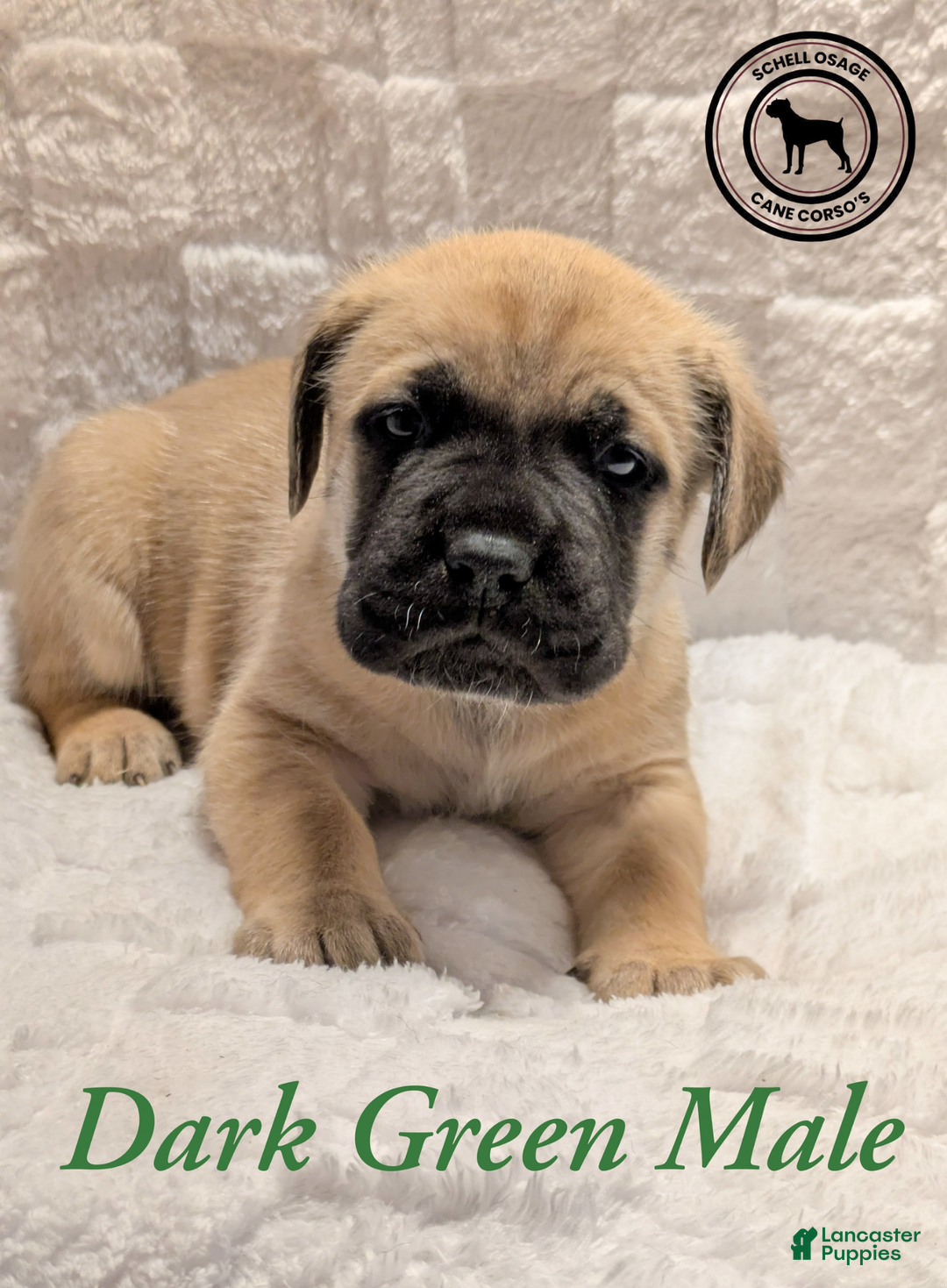 Cane Corso dogs for sale: Green - Ad 5