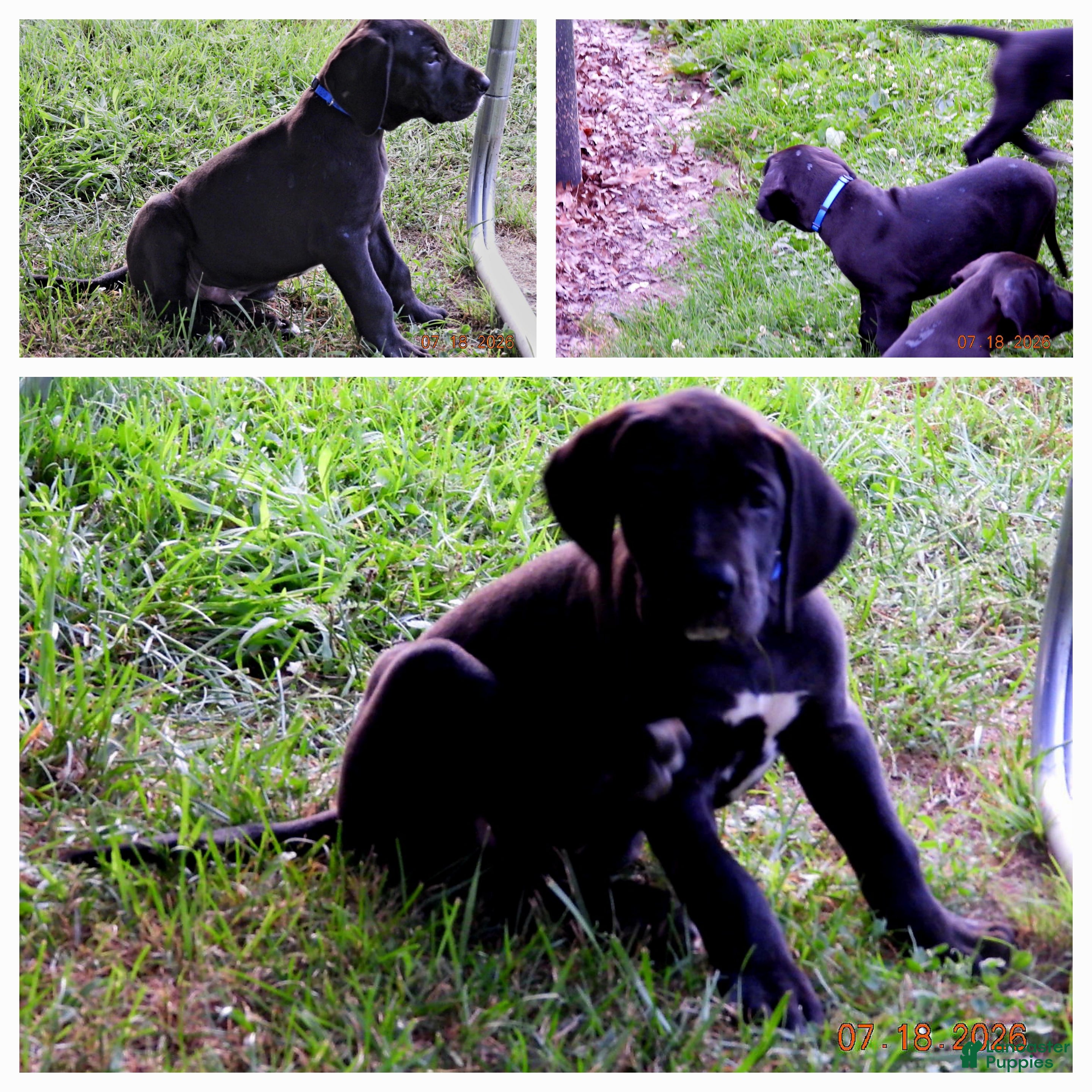 Great Dane dogs Great Dane 1 - Ad 1